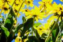 Yellow Daisies