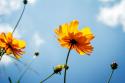 Reaching for the Sun I