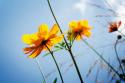 Reaching for the Sun II
