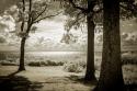 Cobb Island Afternoon II