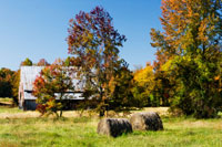 Autumn Scene I