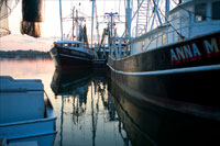 The Fridea Marie II