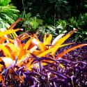 Tropical Garden II