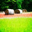 Spring Fields II