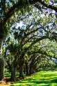 Avenue of Oaks I