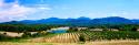 Virginia Vineyards I