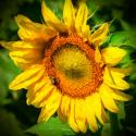 Sunflower II