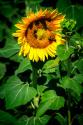 A Summer Flower I