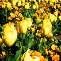 Yellow Tulips