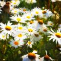 Sunlit Daisies