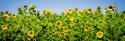 Sunny Sunflowers I