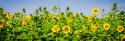 Sunny Sunflowers II