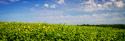 Sunflower Fields I
