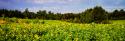Sunflower Fields II
