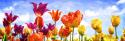 Tulips in the Sun II