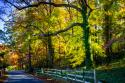 Trees of Gold & Green II