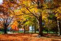 Autumn on the Plantation I