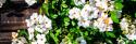 Climbing Wild Roses I