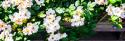Climbing Wild Roses II