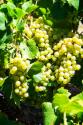 Sunny Vineyard I