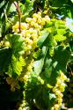 Sunny Vineyard II