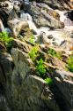 Cascading Water II