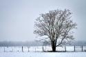 Snowbound I