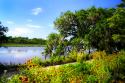 Flowers Along the River