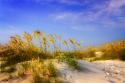 Waving Sea Oats