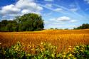 Soybean Harvest