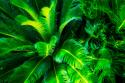 Sago Palms
