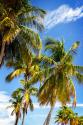 Sunlit Palms
