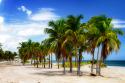 Palms on the Beach II