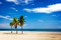 Palms on the Beach III