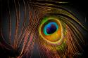 Peacock Feather I