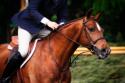 Dressage I