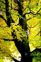 Autumn Color II