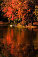 Red Reflections