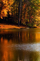 Gold Reflections