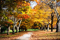 Maymont Maples I