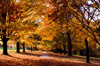 Maymont Maples II
