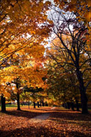 Maymont Maples III