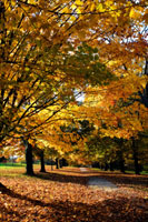 Maymont Maples IV