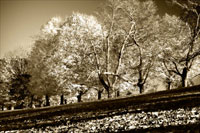 Falling Leaves