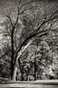Four Trees