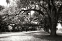 Charleston Oaks 9