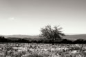 Big Meadow 3