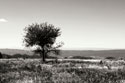 Big Meadow 4
