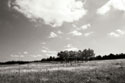 Tree Line 1