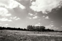 Tree Line 2